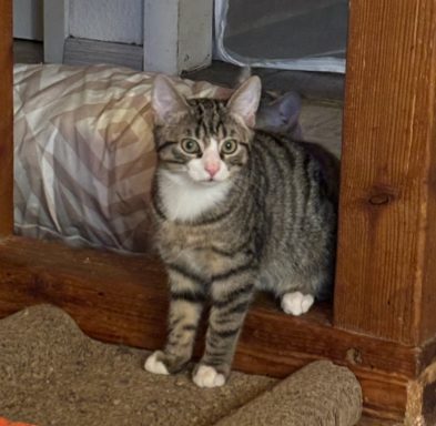 Eine grautiger Katze schaut neugierig in die Kamera