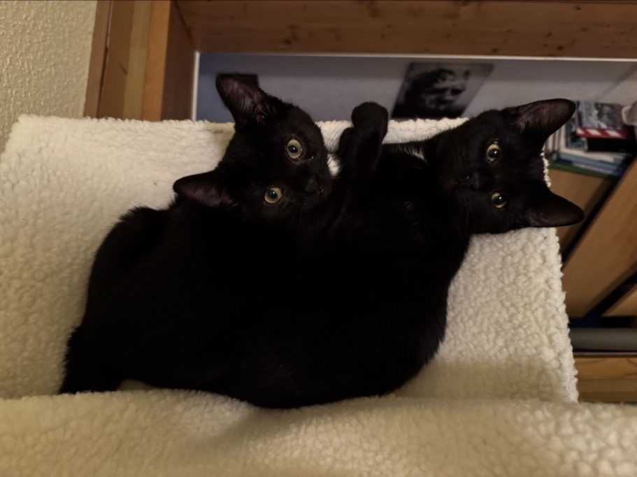 Zwei schwarze Katzen liegen eng umschlungen auf einer weißen Decke.