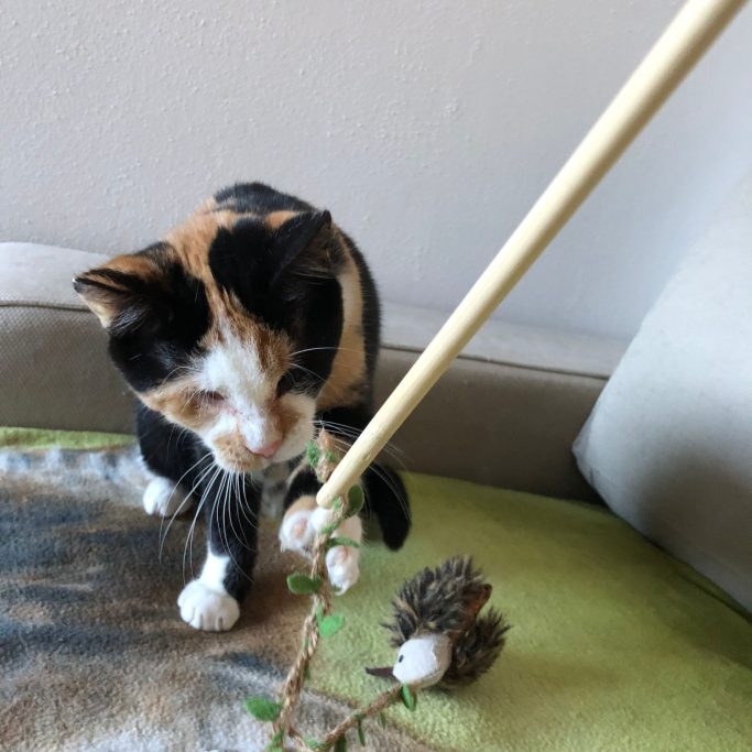 Eine Schildpattkatze spielt mit einer Angel 