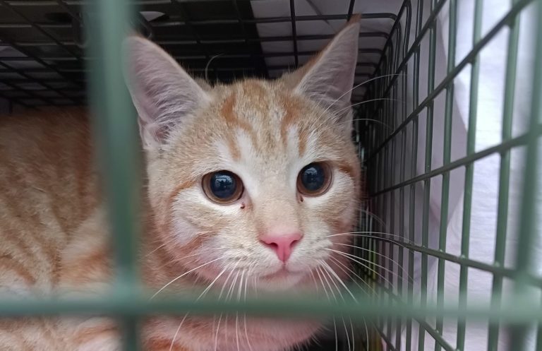 Orangefarbener Kater mit großen Augen sitzt in einem Käfig.