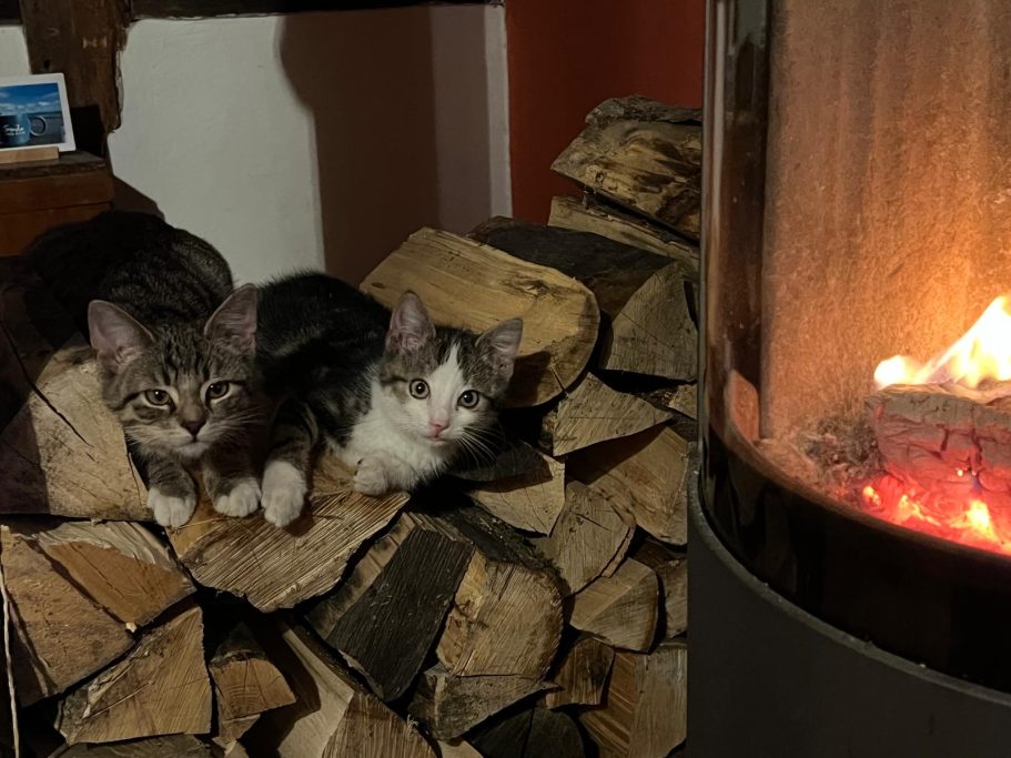 Zwei junge Katzen sitzen auf einem Stapel Holz neben dem Kamin und schauen in die Kamera