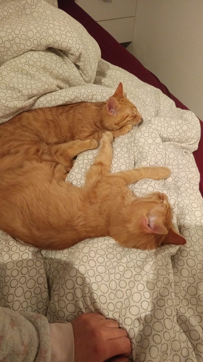 Zwei orangefarbene Katzen liegen eng umschlungen auf einem Bett.