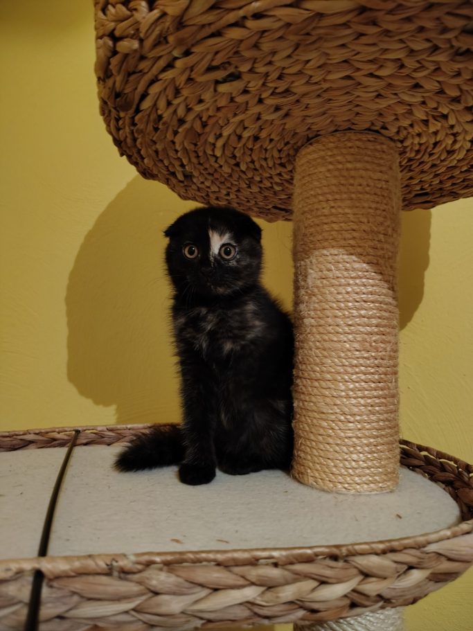 Schwarze Katze sitzt auf einem Kratzbaum mit Sisalstamm.