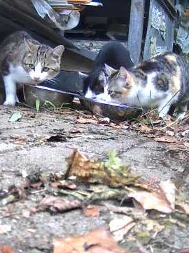 Drei Katzen fressen aus einer Schüssel in einer entspannten Umgebung.