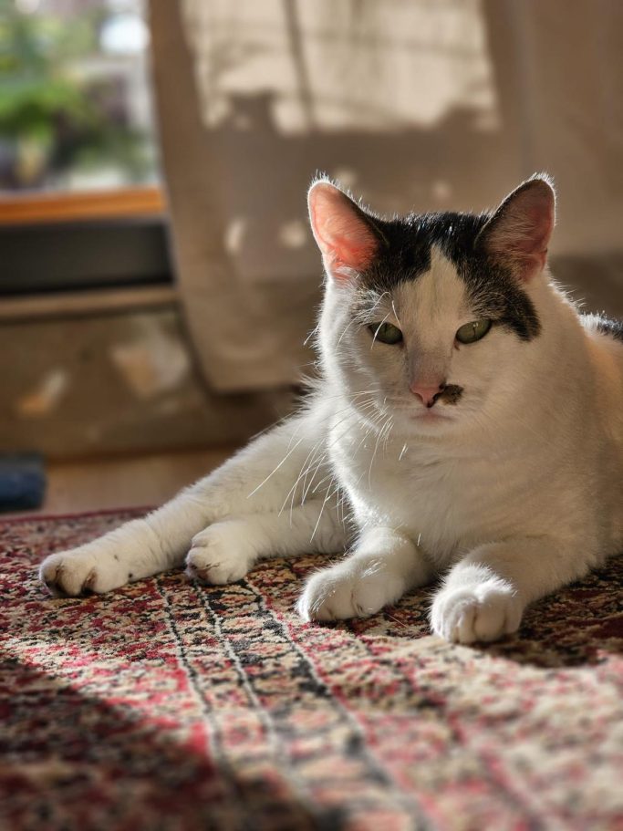 Weißgraue Katze liegt entspannt auf einem Teppich in einem hellen Raum.