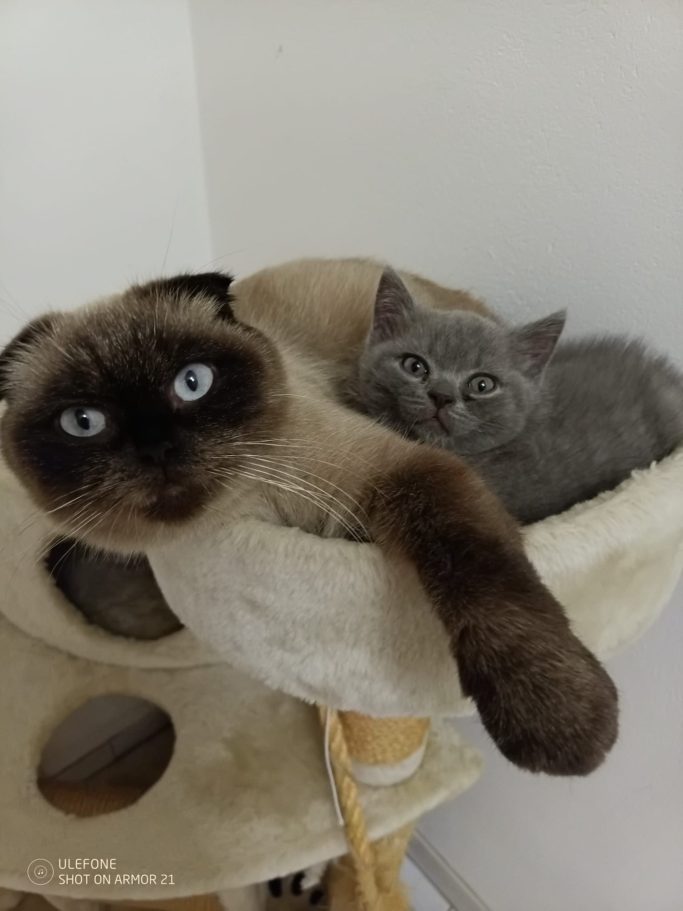 Zwei Katzen liegen entspannt in einem Katzenbaum, eine mit blauen Augen und eine grau.