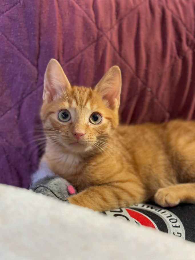 Eine orangefarbene Katze liegt entspannt auf einem grauen und roten Kissen.