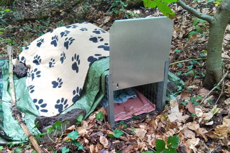 Eine Decke mit Pfotenmuster liegt auf einer Lebendfalle die auf dem Boden im Wald steht.