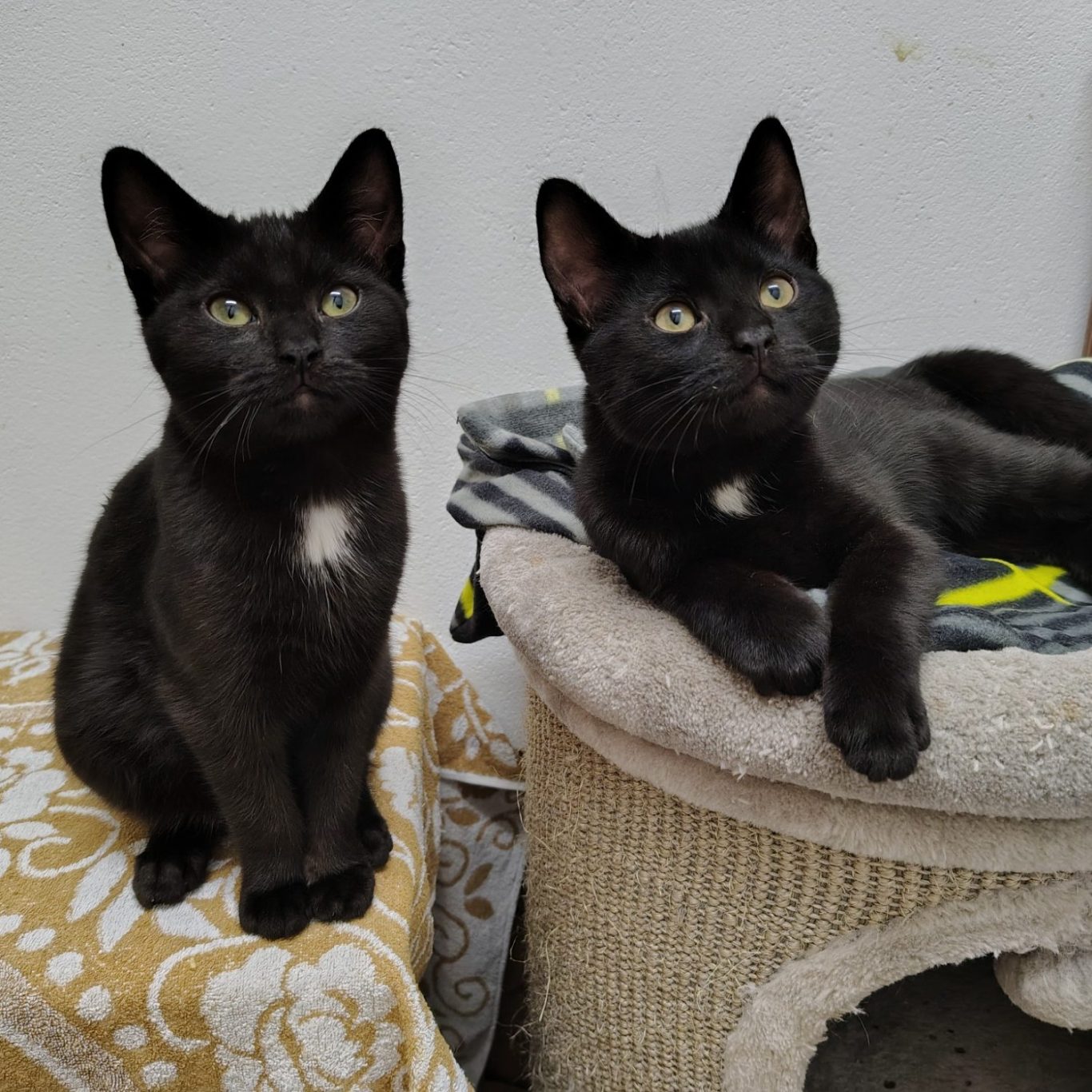 Zwei schwarze Katzen sitzen nebeneinander auf einem Kratzbaum und schauen nach oben.