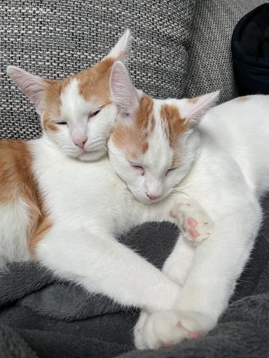 Zwei sich umarmende Katzen auf einer Decke, die entspannt nebeneinander liegen.