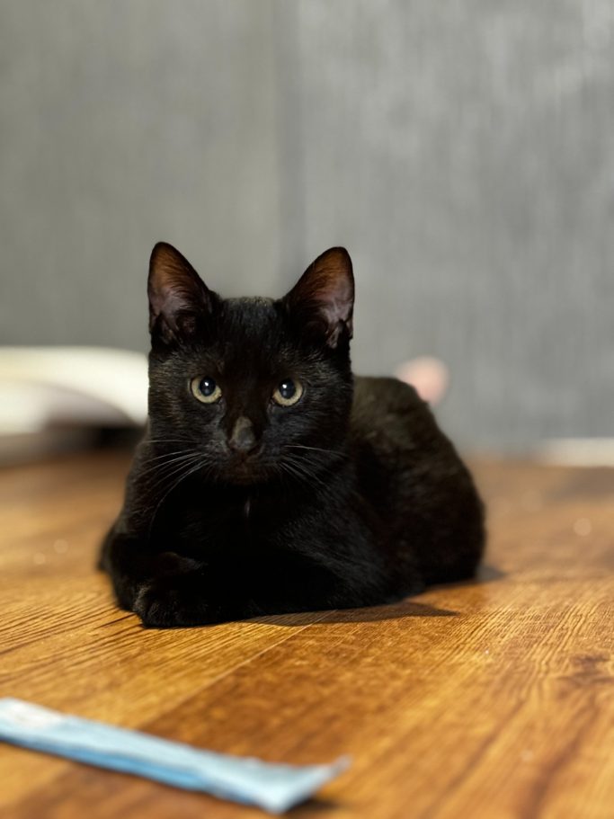 Schwarze Katze liegt auf einem Holzboden mit verschwommenem Hintergrund.