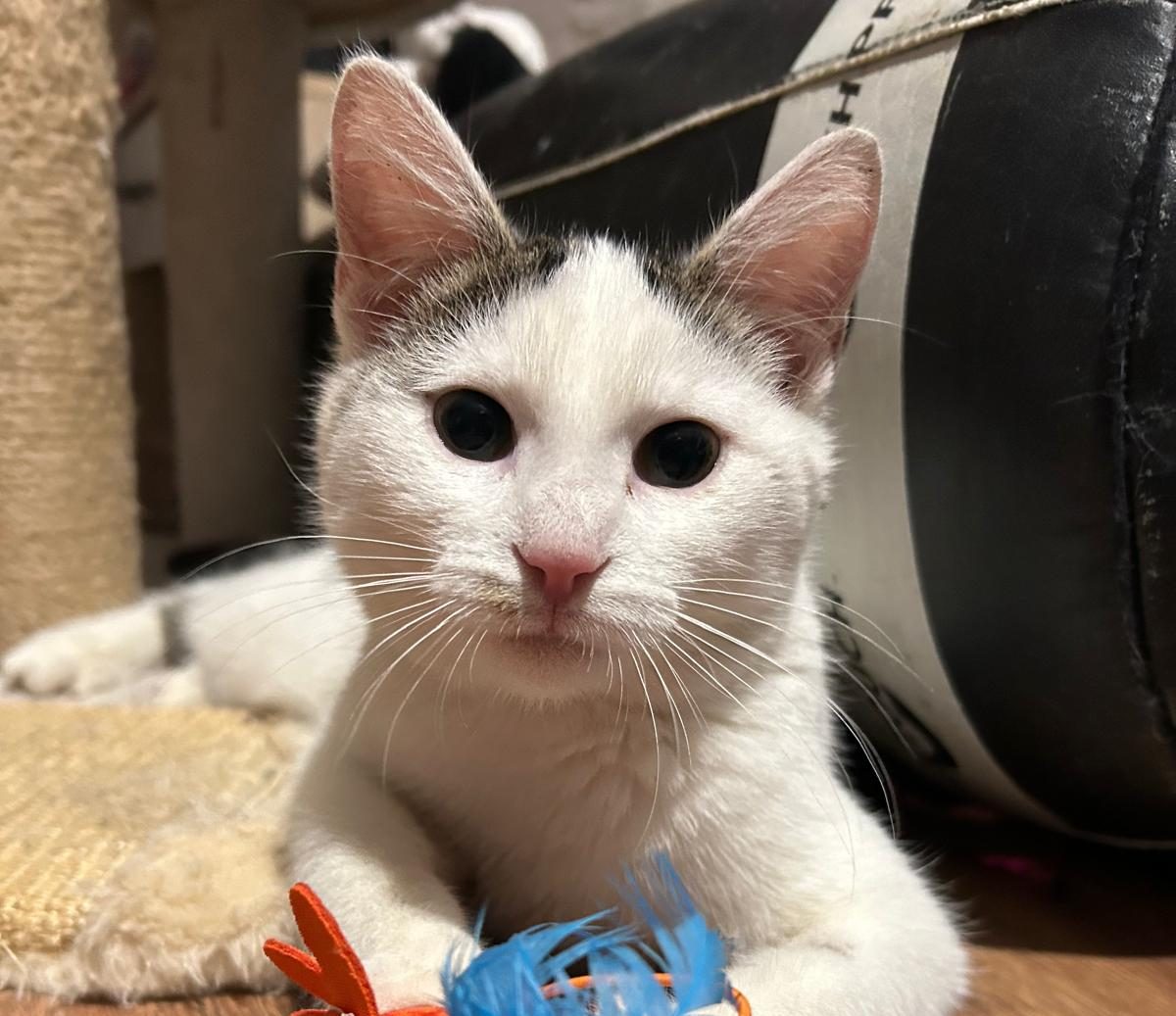 Schwarz-weiße Katze mit großen, leuchtend grünen Augen schaut direkt in die Kamera.