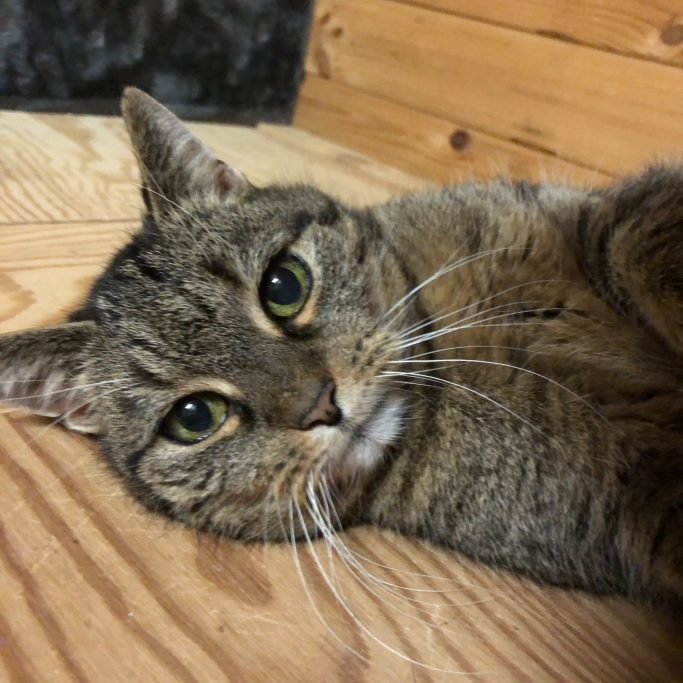 Eine braun gestreifte Katze liegt entspannt auf einem Holzboden.