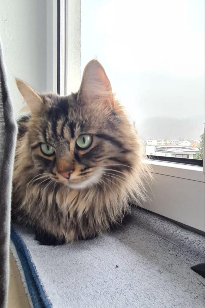 Langhaarige Katze mit grünem Blick sitzt auf einer Fensterbank.