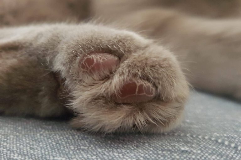 Pfote einer Katze mit weichem Fell und rosa Pfotenballen.