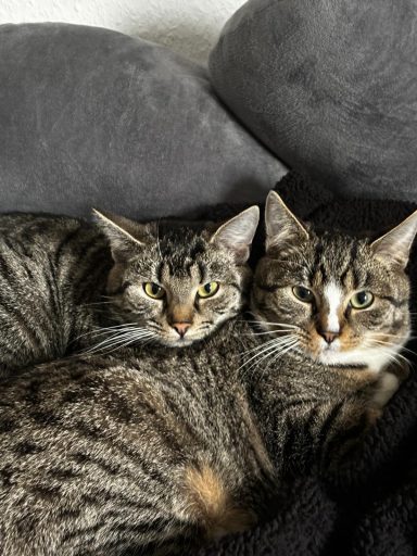 Zwei Katzen liegen eng umschlungen auf einem Sofa.