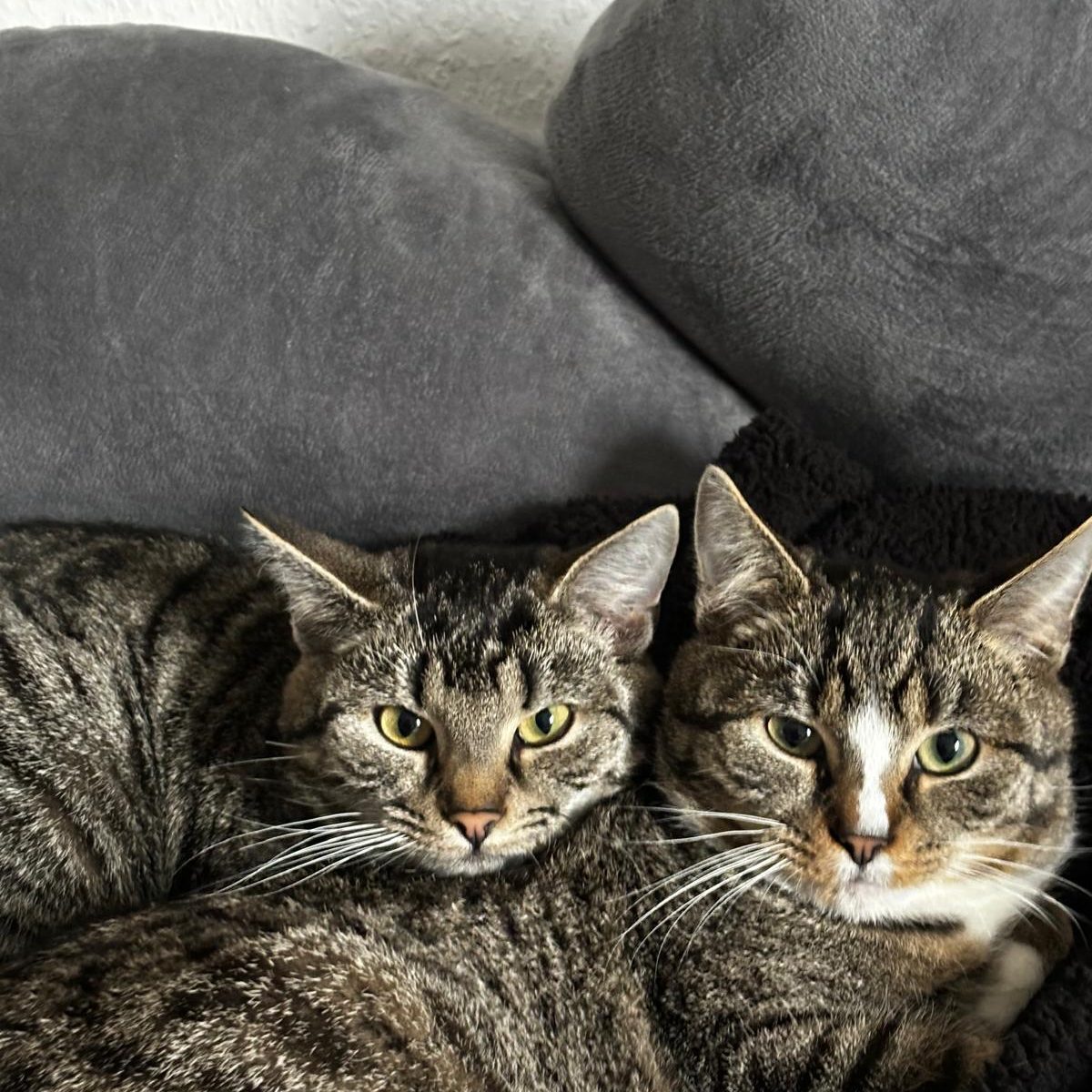 Zwei grau gestreifte Katzen mit weißen Abzeichen stehen nahe beieinander.