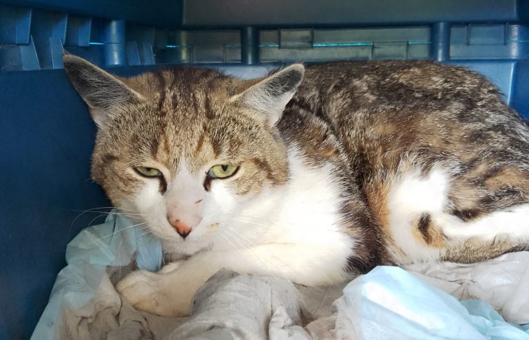 Graue und weiße Katze liegt auf einer Decke in einer Transportbox.