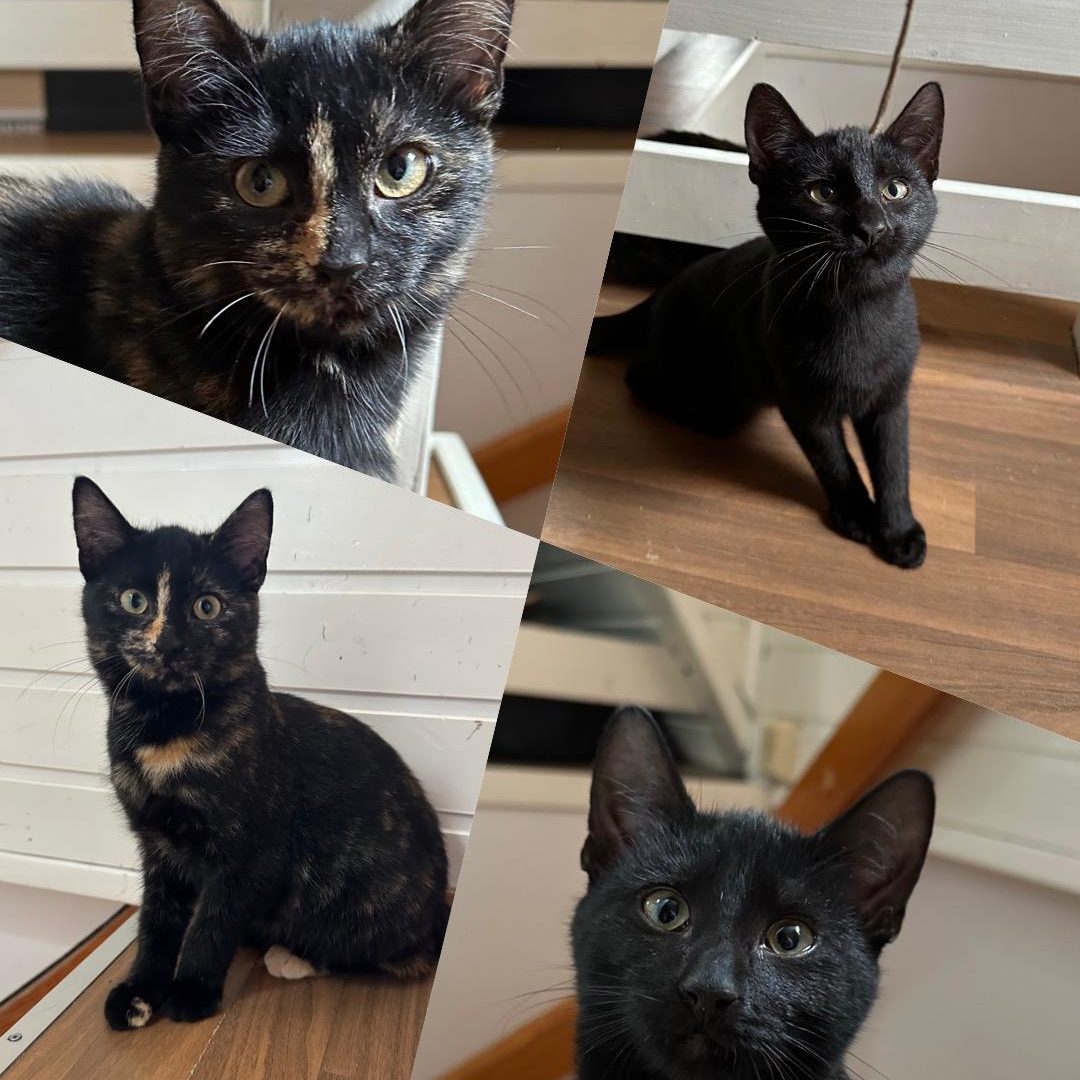 Vier unterschiedliche Bilder einer Schildpattkatze und einer schwarzen Katze, die auf dem Boden sitzen. 