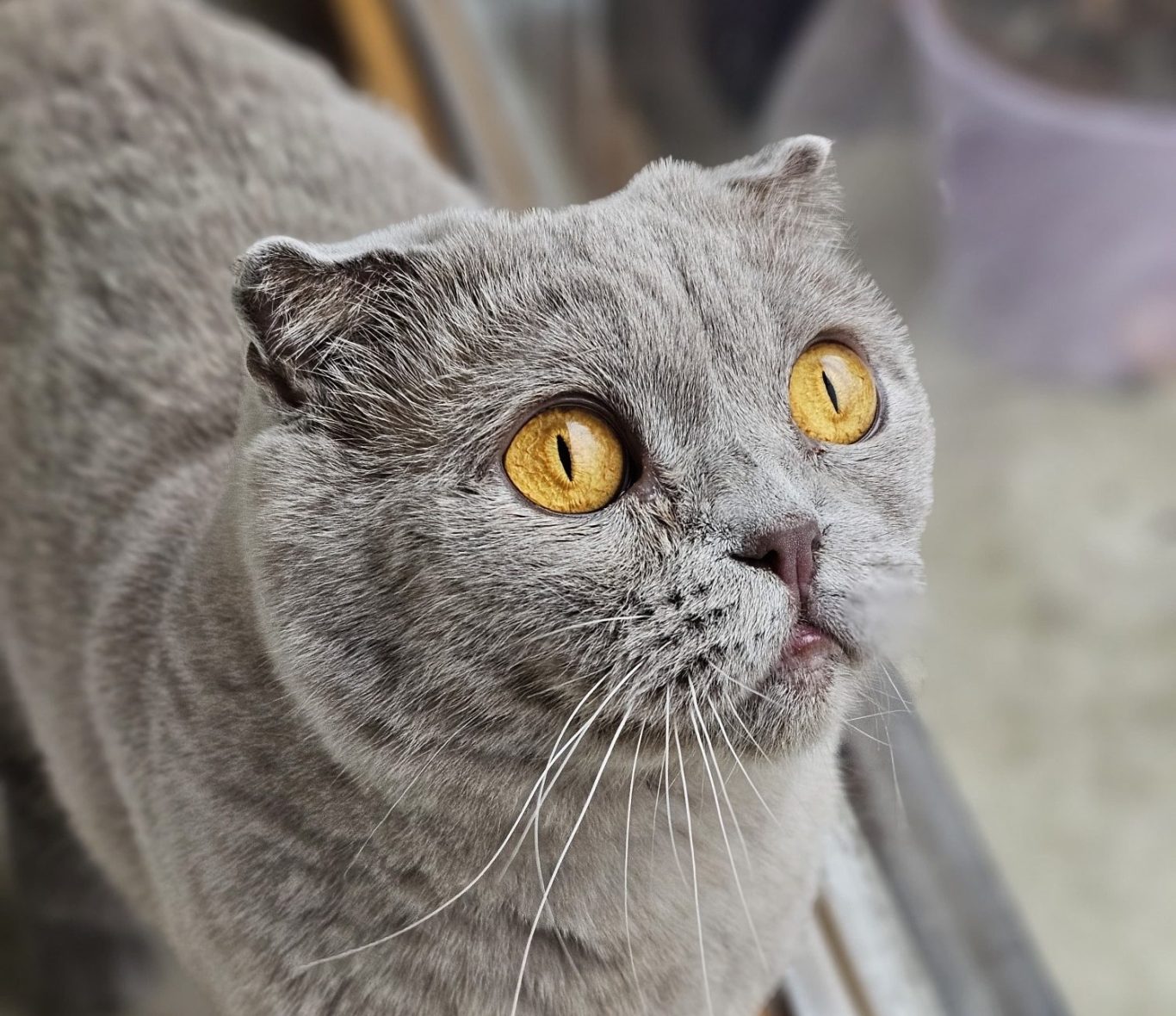 Emmi Schwarz-weiße Katze mit großen, leuchtend gelben Augen schaut direkt in die Kamera.