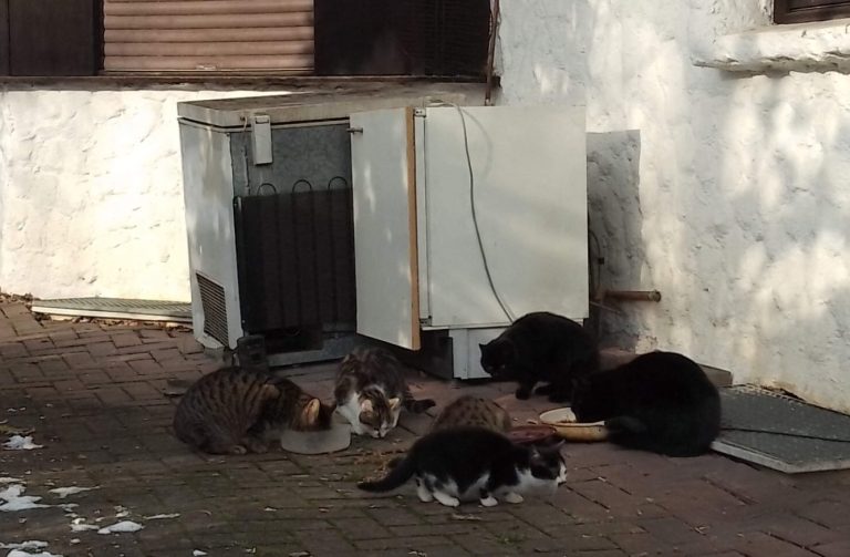 Fünf Katzen um einen Kühlschrank, einige fressen, andere ruhen.